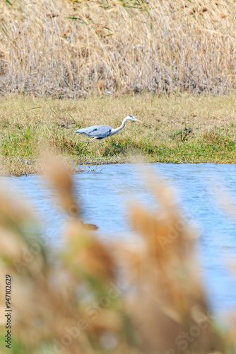 Grey Heron Hunting in a Wetland at Sunset, Mai Po Natural Reserve, Hong Kong photo