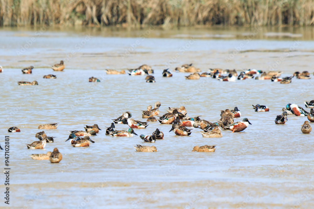 Northern Shovelers Foraging in Shallow Waters Northern Shovelers Foraging in Shallow Waters