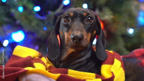 Portrait of dachshund dog, blurred background, lies near Christmas tree, striped elegant knitted scarf is wrapped around its neck, gift for New Year Family eve evening anxious pet impressively lies  photo