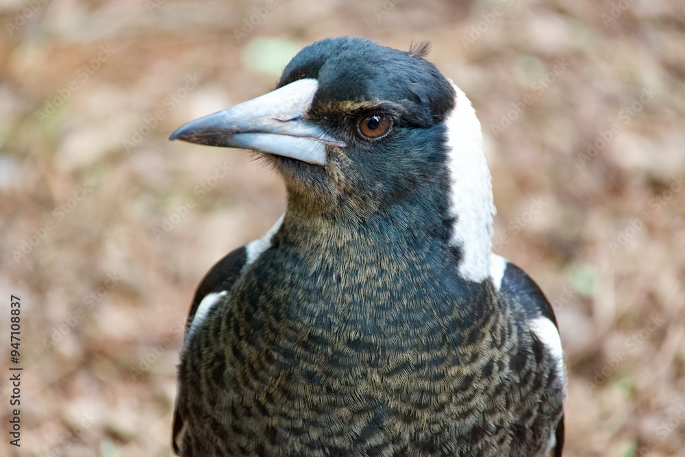 Obraz premium magpie close up face and beak
