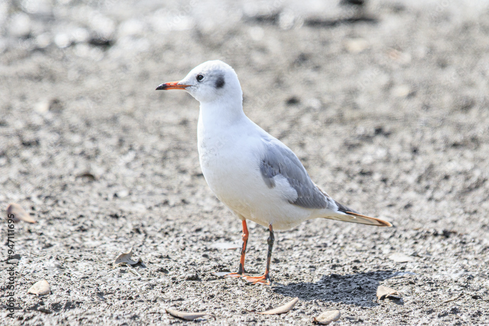 A Graceful Black-Headed Gull Stands Tall on the Shoreline A Graceful Black-Headed Gull Stands Tall on the Shoreline