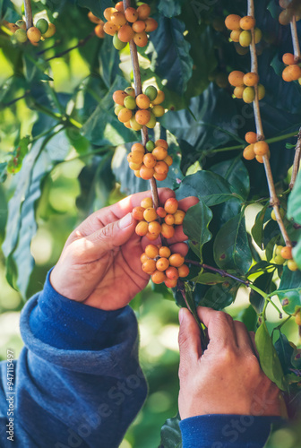 Vertical Man Hands harvest coffee bean ripe yellow berries plant fresh seed coffee tree green eco organic farm. Vertical Horizon Close up hands picking yellow ripe coffee seed robusta arabica berry photo