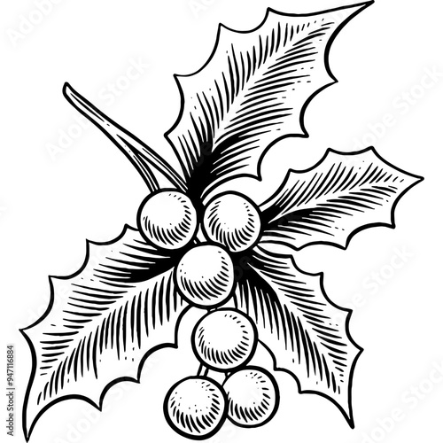 Hand drawn Mistletoe Holly Leaves Christmas Decor Sketch Illustration Engraving Woodcut Vintage Style