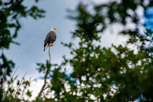 Bald eagle perched atop tree branch take flight