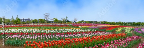 Wallpaper Mural 青空バックにみる満開のチューリップの丘のパノラマ情景 Torontodigital.ca