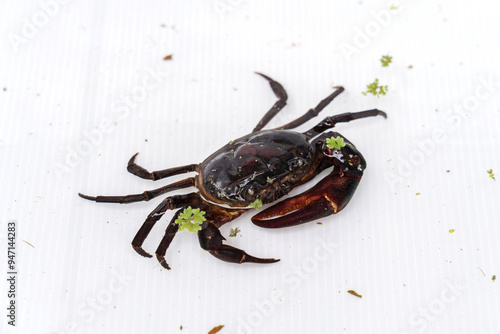 Farming freshwater crab. Ricefield crabs - Somanniathelphusa in white future board cage. photo