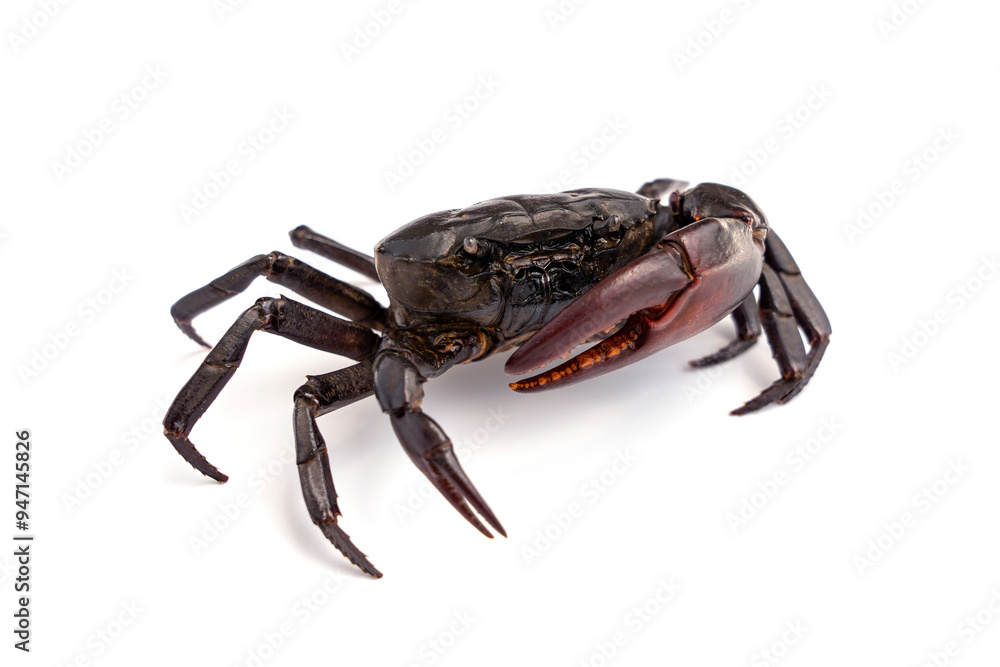 Male Freshwater crab Ricefield crabs - Somanniathelphusa isolated on white background. Male Freshwater crab Ricefield crabs - Somanniathelphusa isolated on white background.