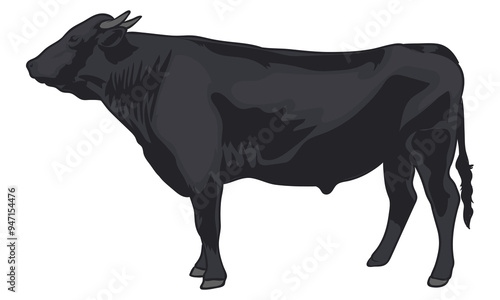 Kobe cattle with white background