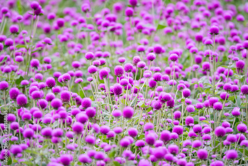 A field of purple flowers with many different types of flowers. The flowers are in full bloom and are very colorful