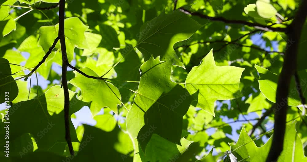 the green foliage of the tulip tree in the summer, the beautiful foliage of the tulip tree in sunny weather the green foliage of the tulip tree in the summer, the beautiful foliage of the tulip tree in sunny weather