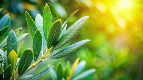 Close up of vibrant green olive leaf in a garden setting, olive leaf, Olea europaea, garden, green, nature, plant photo