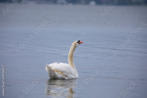 A mute swan posing in a bay off of Lake Ontario.