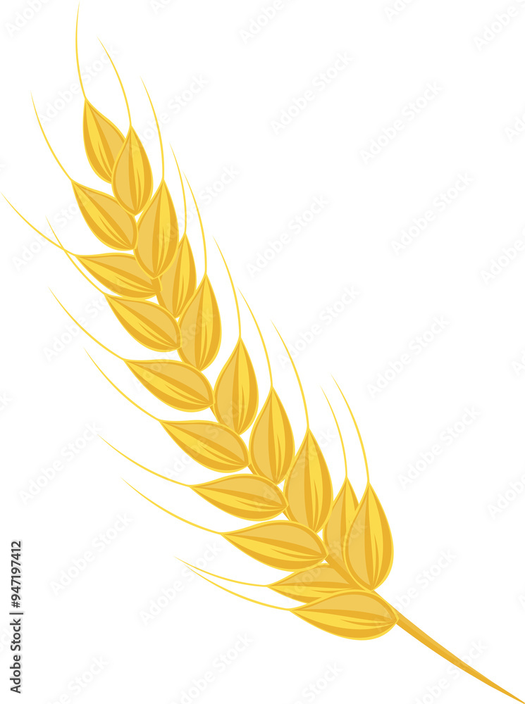 Nature food ingredient wheat spike Nature food ingredient wheat spike