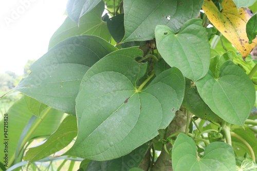 Dioscorea bulbifera plant on farm photo