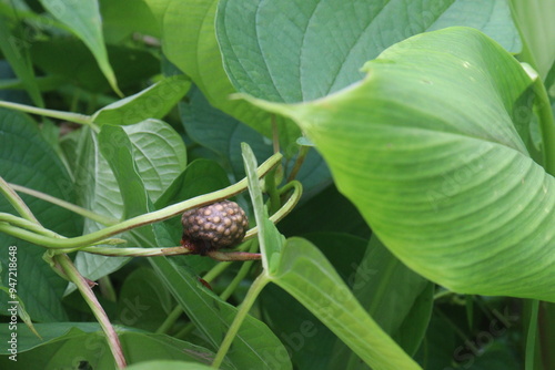 Obraz na plátně Dioscorea bulbifera on tree in forest