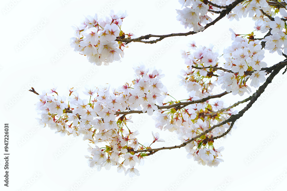 Cherry blossom (Sakura) blooming in spring season isolated on white background.