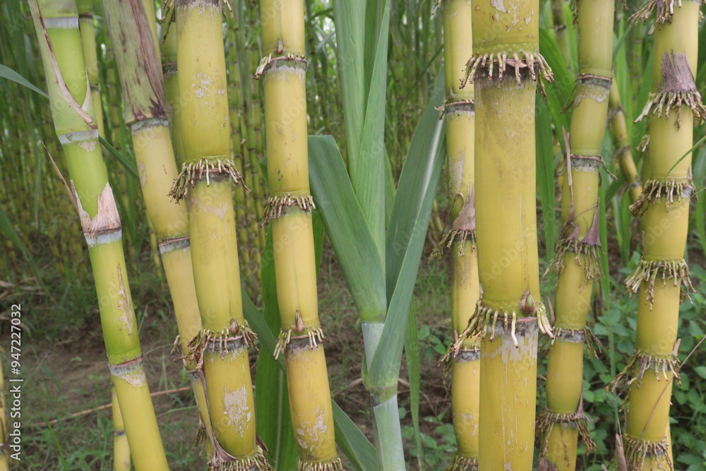 Fototapeta premium sugarcane plant on farm for harvest