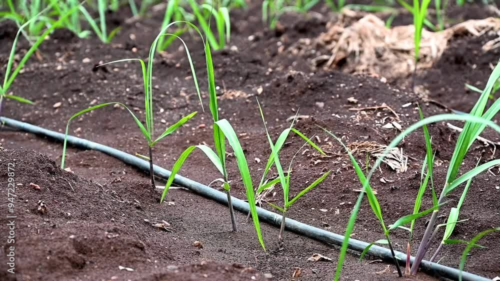 sugarcane plants grow in field. Growing sugarcane plants in a sugarcane farm, sugarcane plants growing in a cultivated field. sugarcane plants grow in field. Growing sugarcane plants in a sugarcane farm, sugarcane plants growing in a cultivated field.