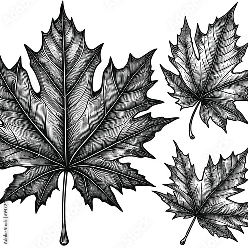 A large, detailed maple leaf with thick veins, perfect for fall-themed coloring vector