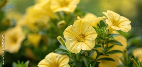 Close-up of Yellow Petunias in Bloom