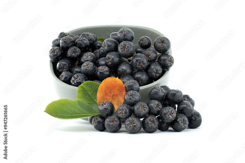 Fresh black chokeberry berries with green and orange leaves isolated on white background Fresh black chokeberry berries with green and orange leaves isolated on white background