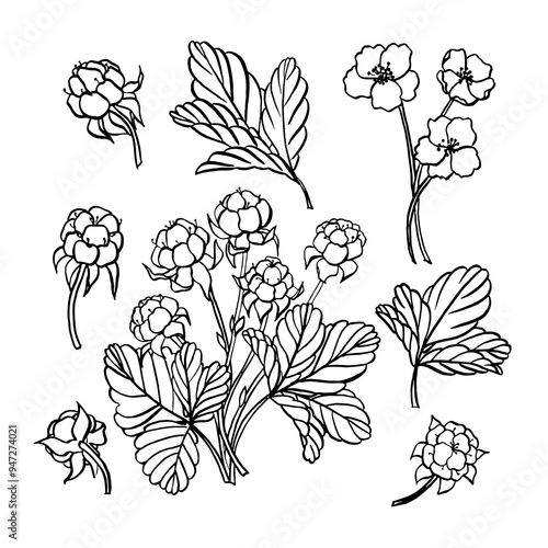 Cloudberry graphics outline flowers, berries, leaves. Black and white outline berries. Hand drawn illustrations black and white isolated EPS file for packaging design, postcards, textiles