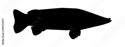 silhouette arapaima