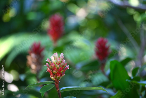 Red-flowered Costus speciosus is blooming on the plant.