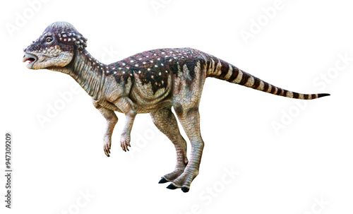 Pachycephalosaurus is a herbivore genus of Pachycephalosaurid dinosaurs, it has an extremely thick skull and lived during the late Cretaceous Period. Pachycephalosaurus has a transparent background.