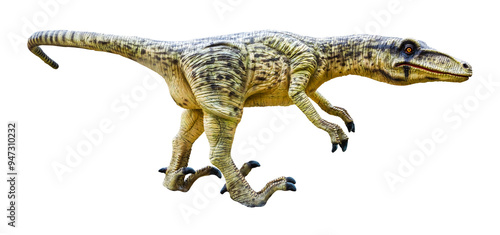 Fototapeta Naklejka Na Ścianę i Meble -  Dromaeosaurus is a carnivore genus of theropod dinosaur that lived during the Late Cretaceous period. Dromaeosaurus has a transparent background.
