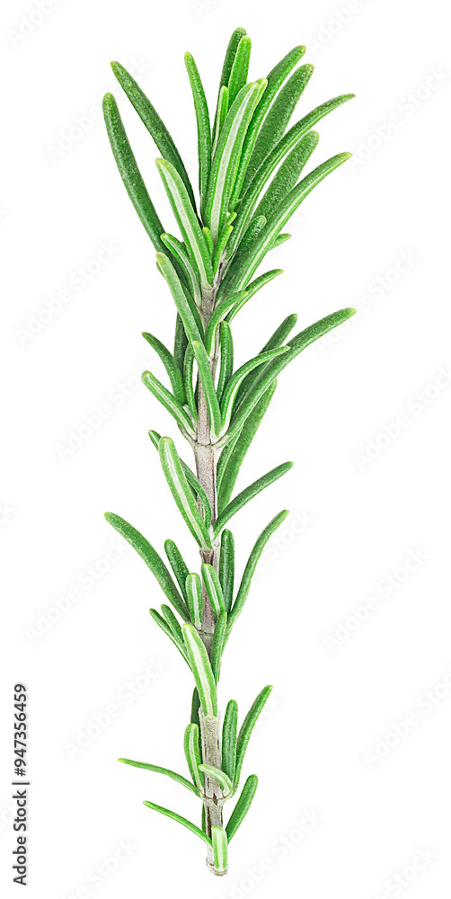 Fresh rosemary twig isolated on a white background. top view. Rosemary branch. Fresh rosemary twig isolated on a white background. top view. Rosemary branch.
