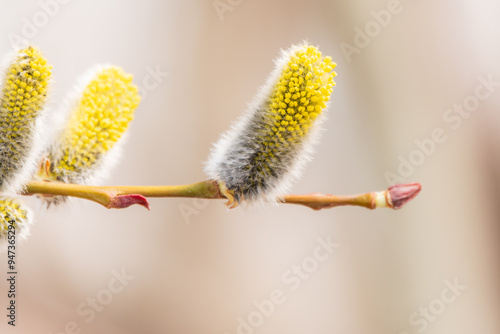 Nature awakes in spring. Blooming willow twigs and furry willow-catkins, so called seals or cats. Holly willow, Salix caprea