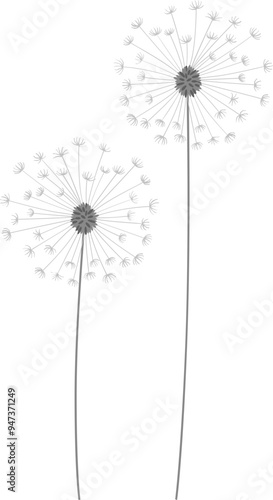 dandelion in the wind