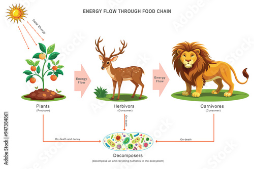 Energy flows from the sun to plants through photosynthesis, then to herbivores and carnivores, and finally to decomposes, cycling nutrients and sustaining the food chain.