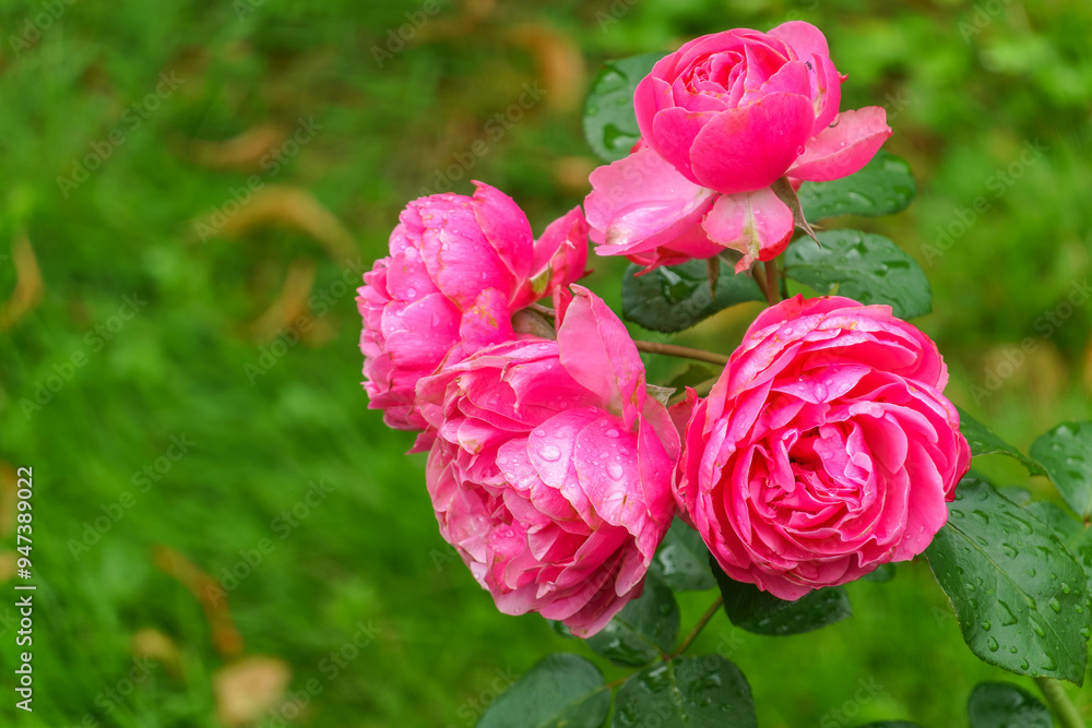 Blooming red rose bud with raindrops close up Blooming red rose bud with raindrops close up