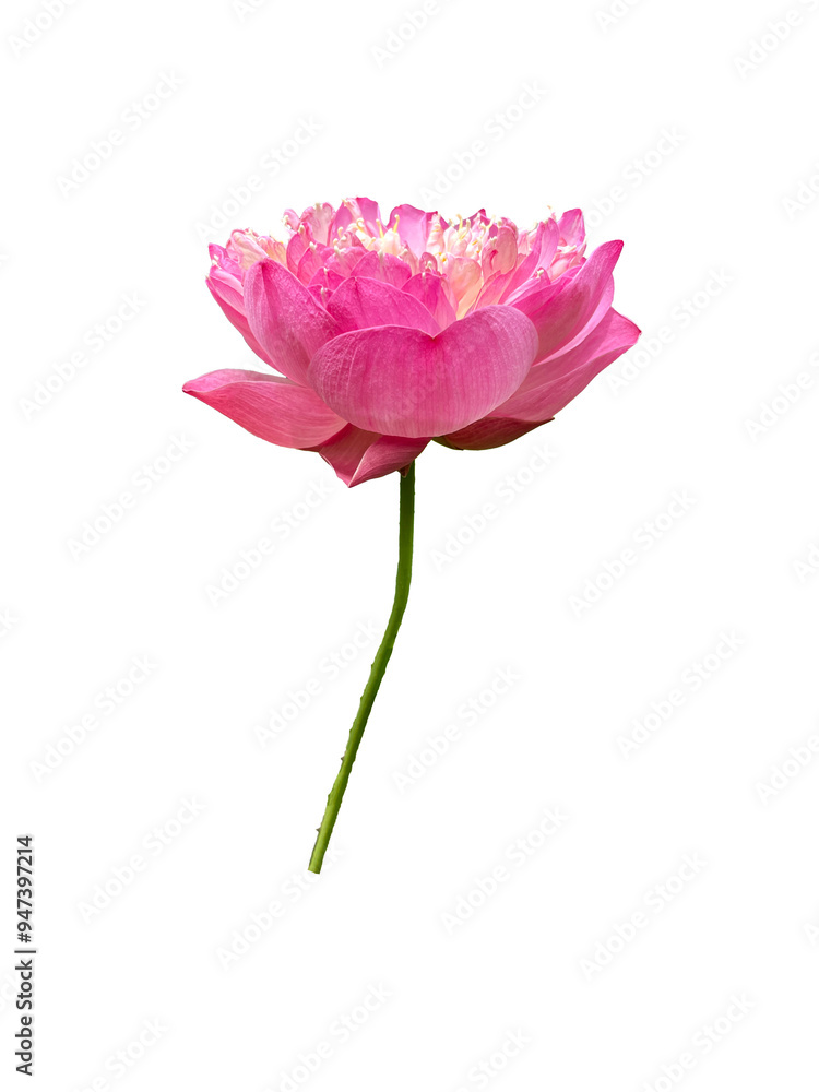 isolated side view of blooming Pink sacred lotus flower on white background. isolated side view of blooming Pink sacred lotus flower on white background.