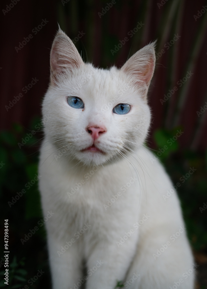 White cat sitting in garden. Domestic feline among green plants and wooden fence. Pet portrait in natural outdoor setting. White cat sitting in garden. Domestic feline among green plants and wooden fence. Pet portrait in natural outdoor setting.