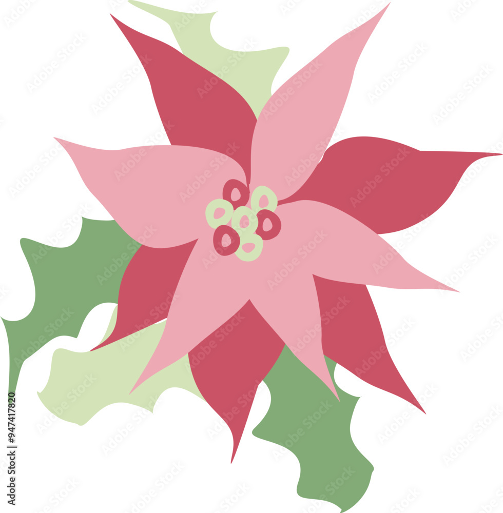 Fototapeta premium Christmas poinsettia illustration
