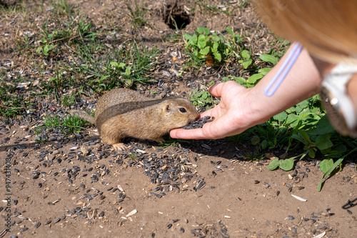 European ground squirrel (Spermophilus citellus) eating sunflower seeds from the hand. Muranska planina National Park. Slovakia. photo