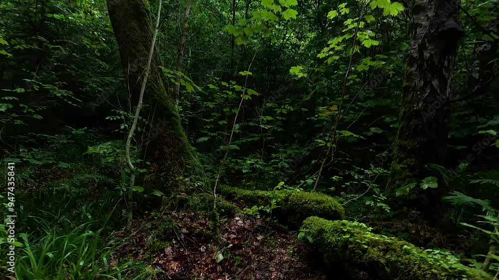 Lush Forest in Dunkeld, Scotland Lush Forest in Dunkeld, Scotland