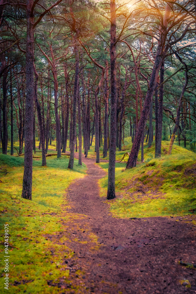 Adorable summer sunrise in pine forest in Rugen island. Splendid morning view of pathway in woodland in Germany, Europe. Beauty of nature concept background. Adorable summer sunrise in pine forest in Rugen island. Splendid morning view of pathway in woodland in Germany, Europe. Beauty of nature concept background.
