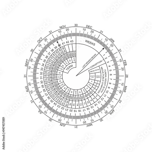 Pregnancy Calculator or Gestational Wheel for pharma design vector illustration