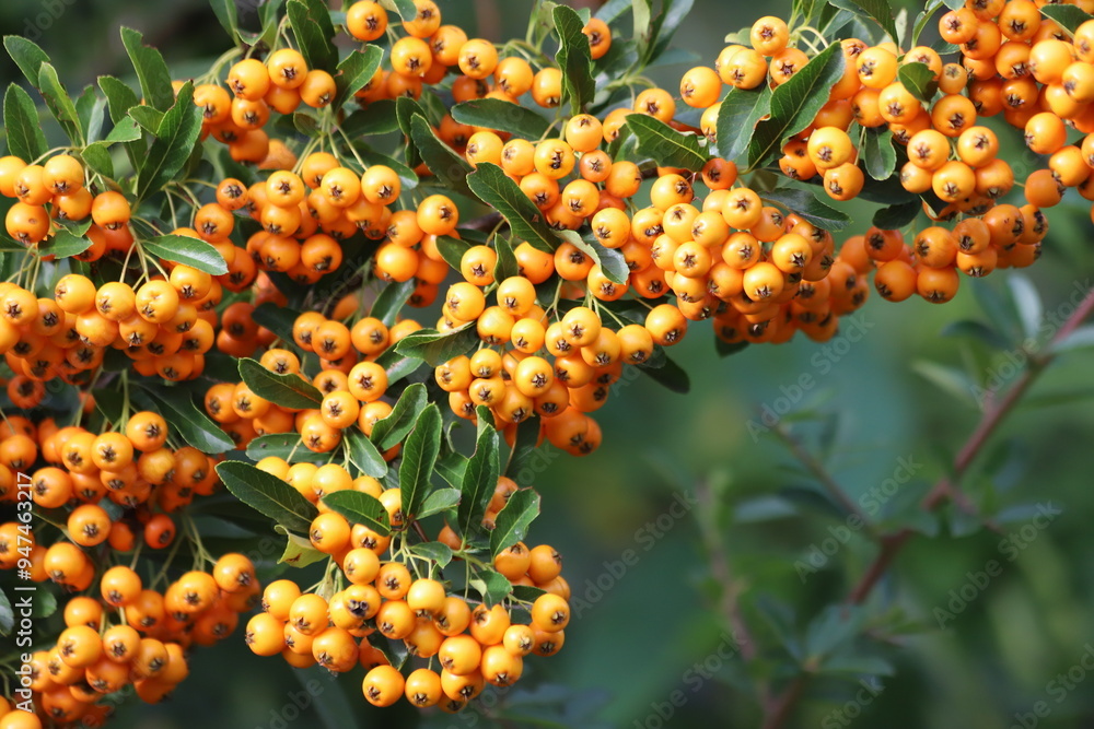 Fototapeta premium Pyracantha coccinea. Firethorn berries, rosaceae evergreen shrub.