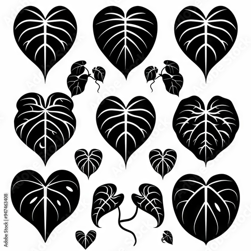 Heart-leaf Philodendron (Philodendron hederaceum) Pot Plant Icon Set, Philodendron Plant Flat Design photo