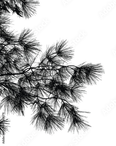 Silhouettes of branches of pine tree isolated on white. Vector illustration
