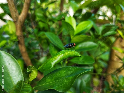 Fly sitting on a green leaf 