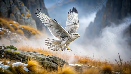 Morning mist shrouds Arctic landscape, but a sharp focus captures a gyrfalcon in full swoop, wings outstretched, dramatic and textured against the harsh wind-swept terrain. photo