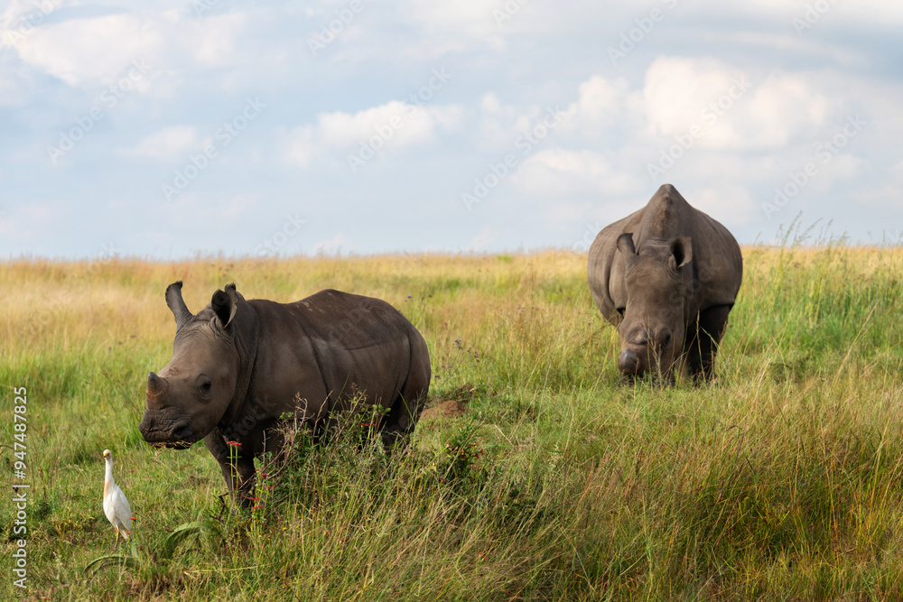 A white rhino calf with an adult in the background A white rhino calf with an adult in the background