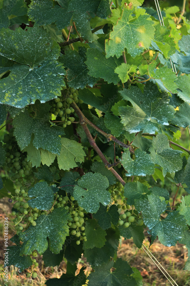 Close-up of blue Bordeaux mixture on a green vine leaves and grapes in the vineyard. Organic fungicide made with copper sulphate and calcium oxide on plant Close-up of blue Bordeaux mixture on a green vine leaves and grapes in the vineyard. Organic fungicide made with copper sulphate and calcium oxide on plant