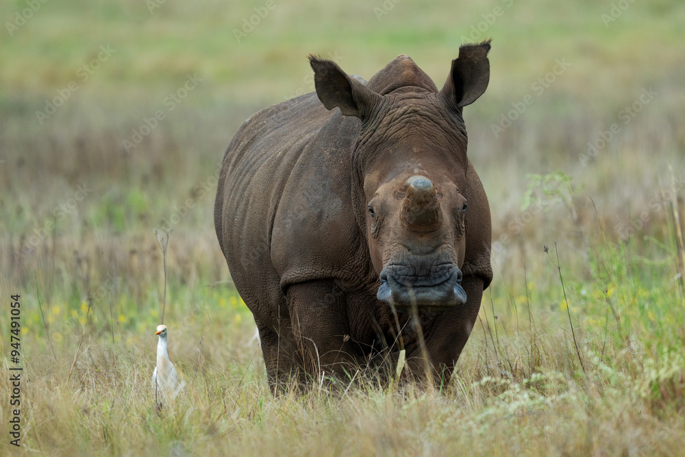 An adult male dehorned white rhino in a field, Rietvlei Nature Reserve, South Africa An adult male dehorned white rhino in a field, Rietvlei Nature Reserve, South Africa